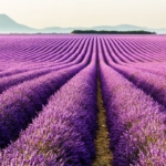 Tekirdağ'da Lavanta Sezonu Başladı