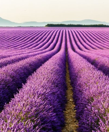 Tekirdağ'da Lavanta Sezonu Başladı