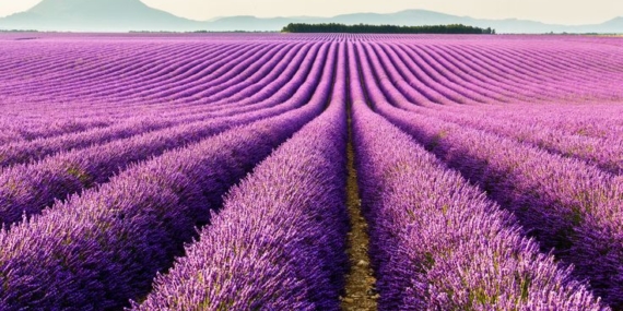 Tekirdağ'da Lavanta Sezonu Başladı